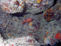Flamefish,Humacao, PuertoRico.Camera DC310 by Pedro Hernandez 